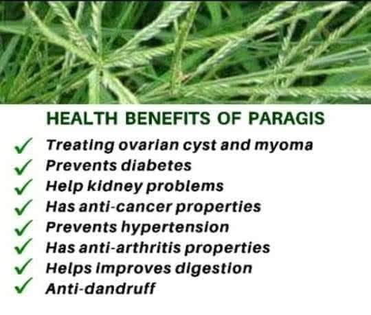 Chef Ayb's Paragis (Goose Grass) Herbal Tea - 100% Natural, Caffeine-Free Herbal Drink - 2g x 10 sachets